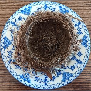 Real Abandoned Bird Nest Wisconsin Curiosities Dark Academia Natural Crafts
